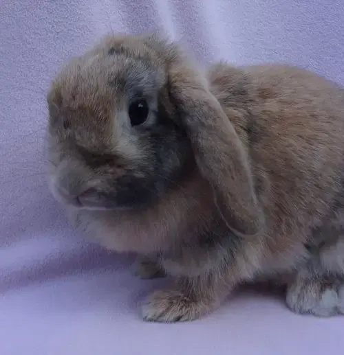 Dulce