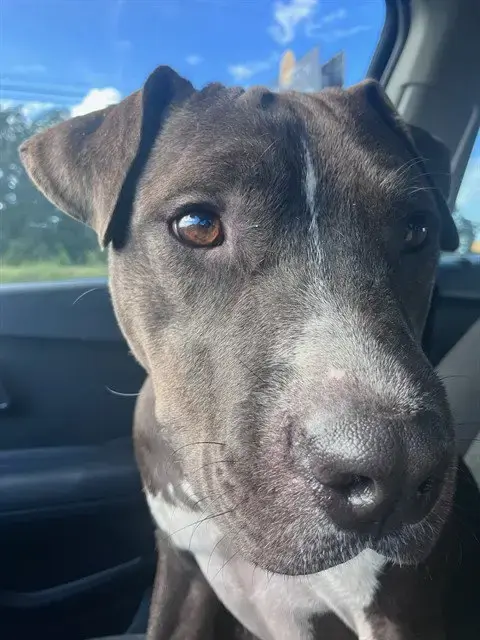 Mako
