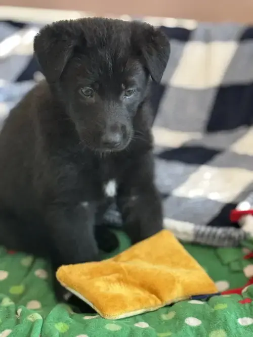 Rosie'S Puppy Harper