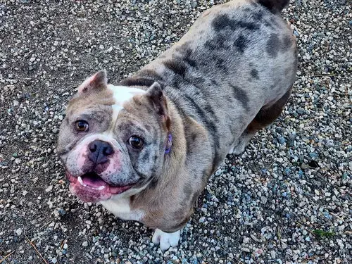 Macy Mae