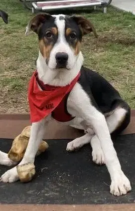 Snoopy