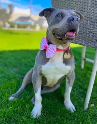 Chula