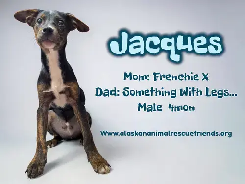 Jacques