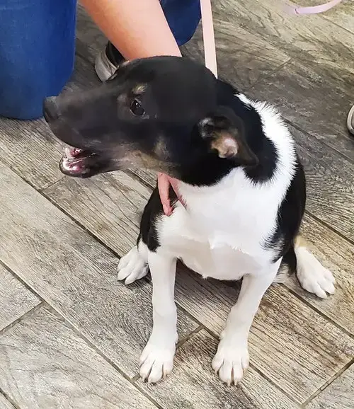 Xena