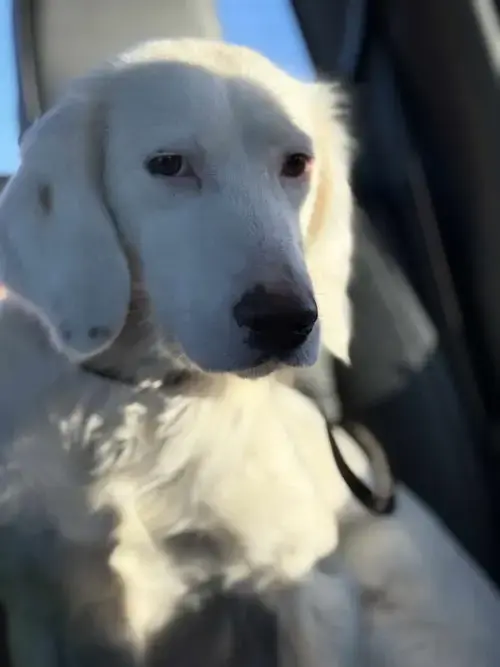 Sally