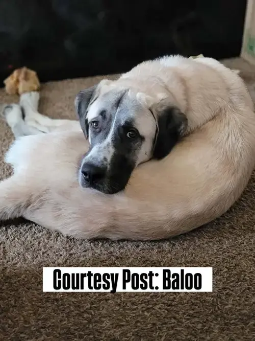Os Baloo