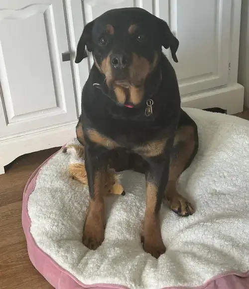 Queenie