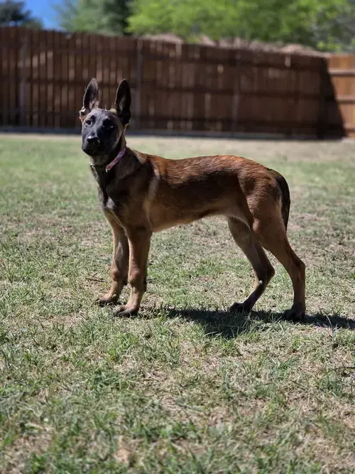 Shasha Located In Texas