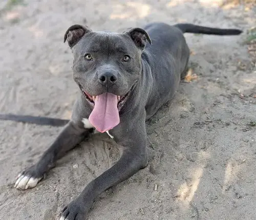 Meatball