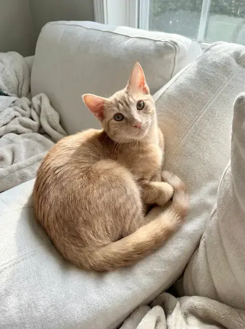 Cosmo