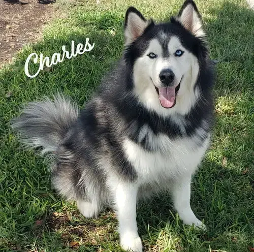 Charles #Husky-Poster-Dog