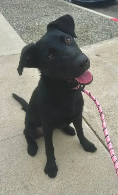 Scout *Courtesy Post*