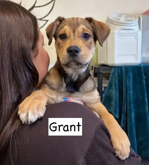Grant