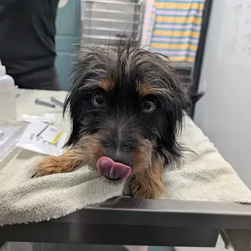 Boba