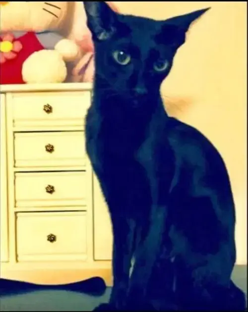 Athena