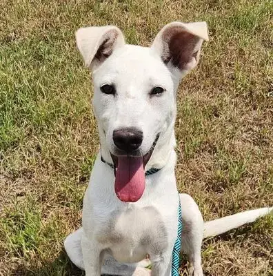 *Nova