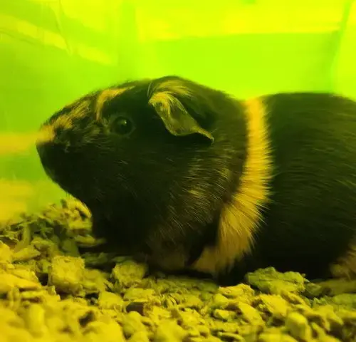 Coco
