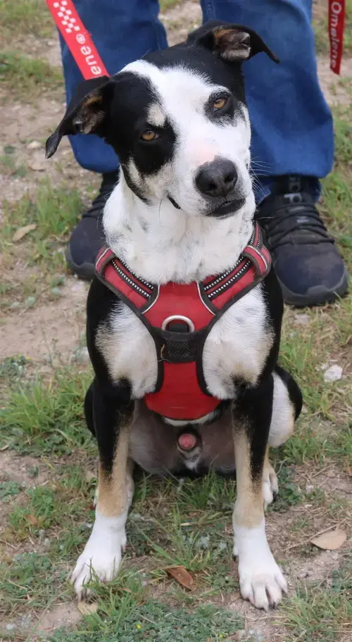 Max