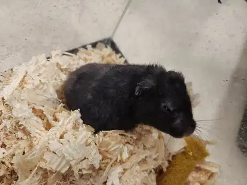 *Pierre
