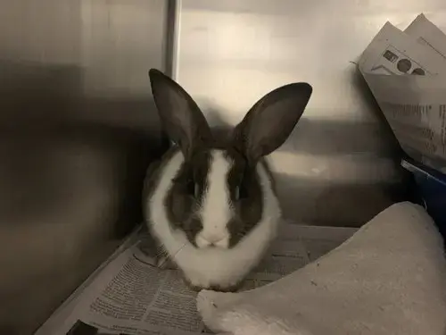 Oreo