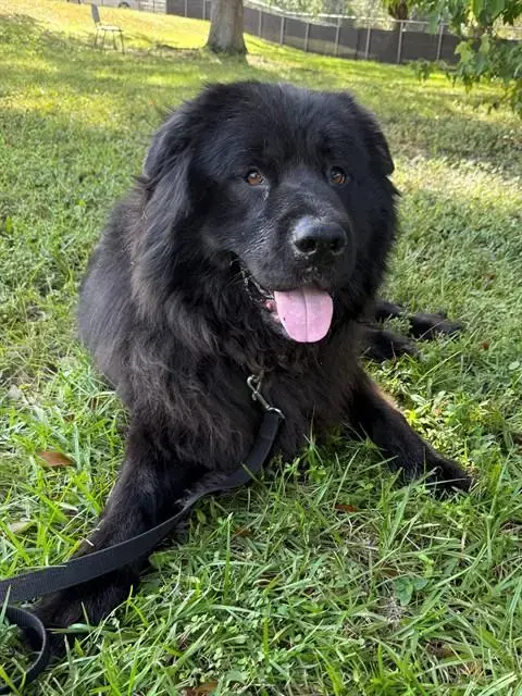 Oso