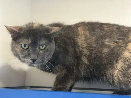 Ella