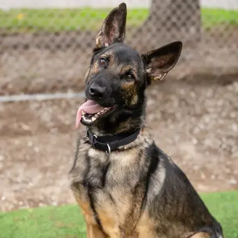 Koda