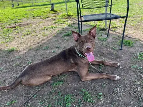 Mocha