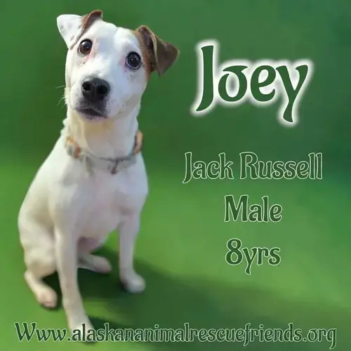 Joey