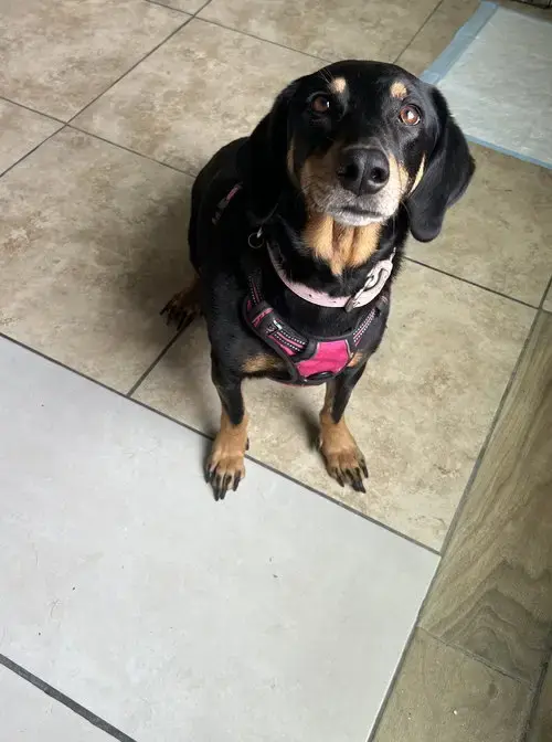 Gretel