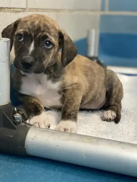 Samantha