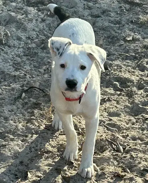 Izzabell *Arriving 2/20*