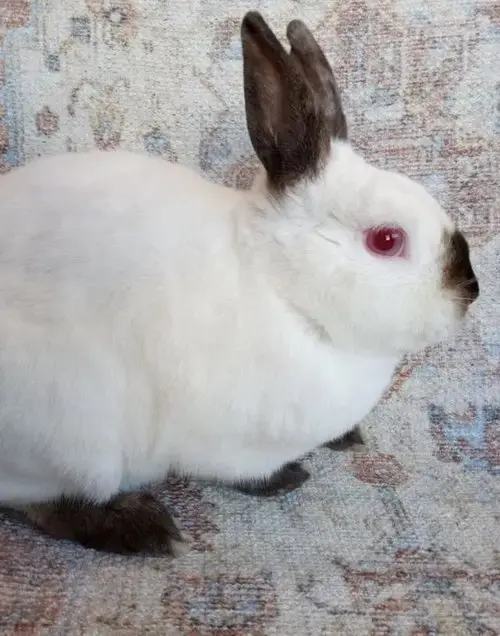 Charles