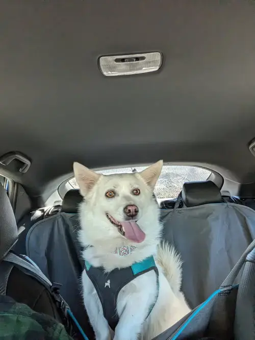 Mochi