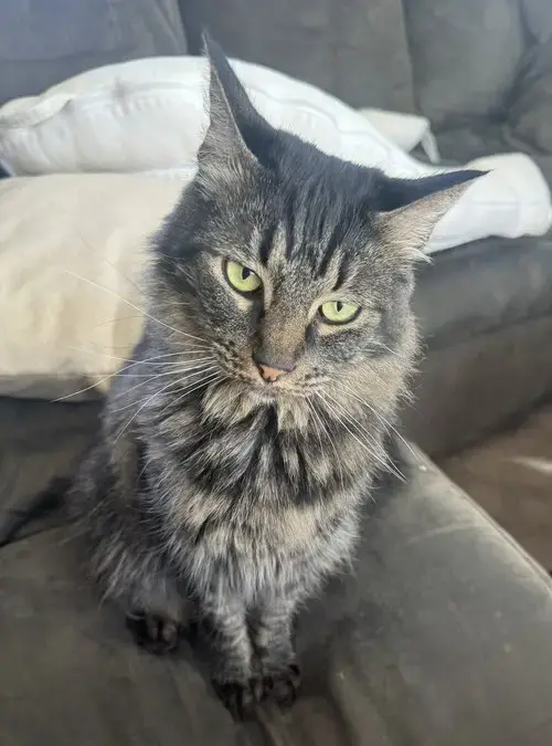 Agnus