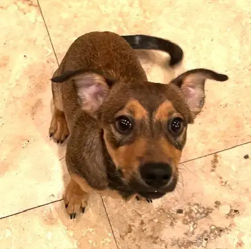 Puppy Biscuit Boy