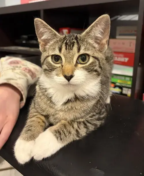 Perseus