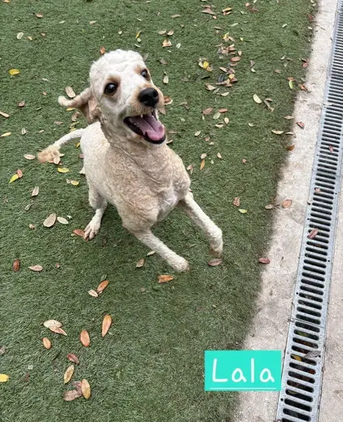Lala