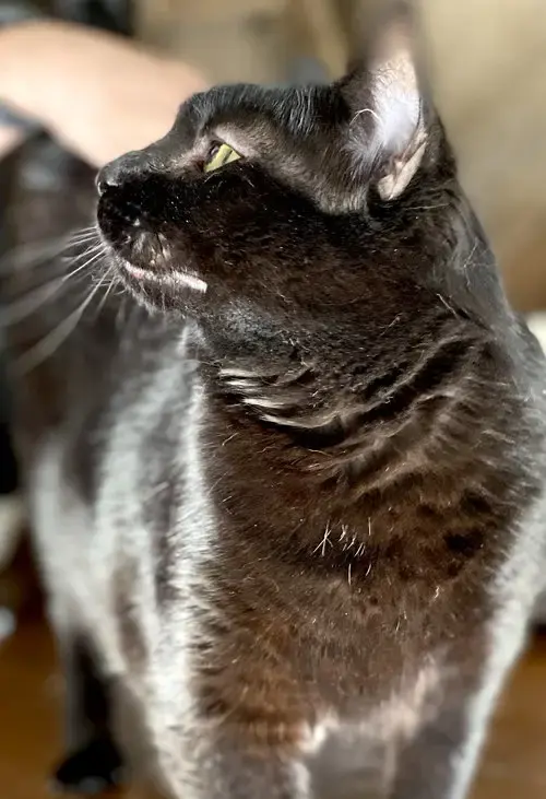 Helen