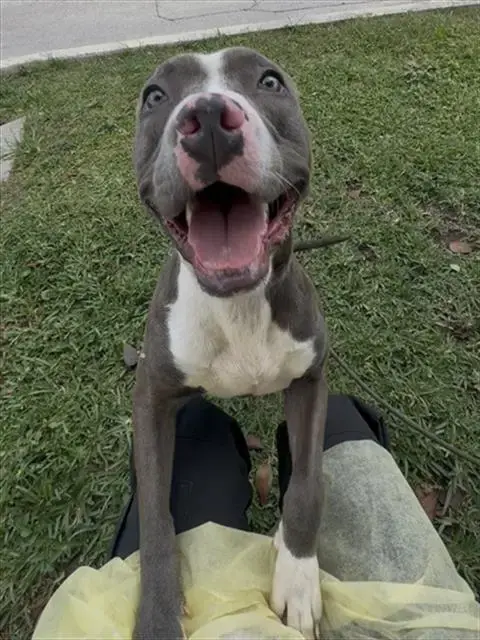 Sammy