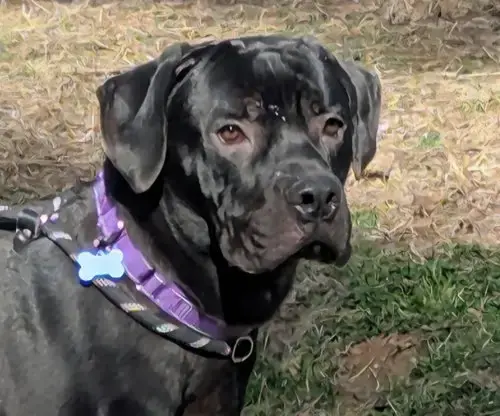 Baloo