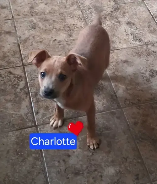 Charlotte
