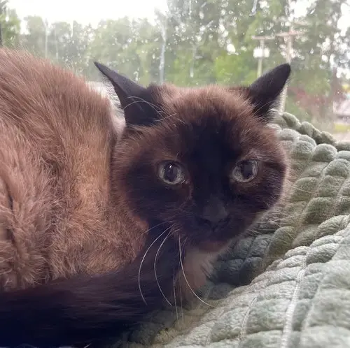 Tia