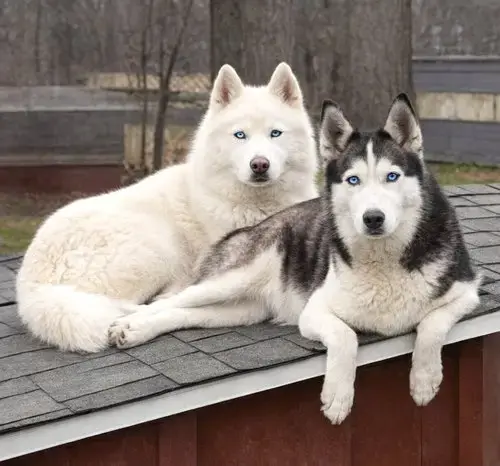 Nova Bonded With Koda