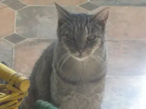 Tigger
