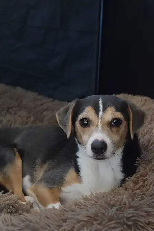Cruiser-Tiny Cutie!