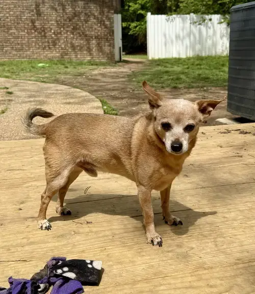 Peanut