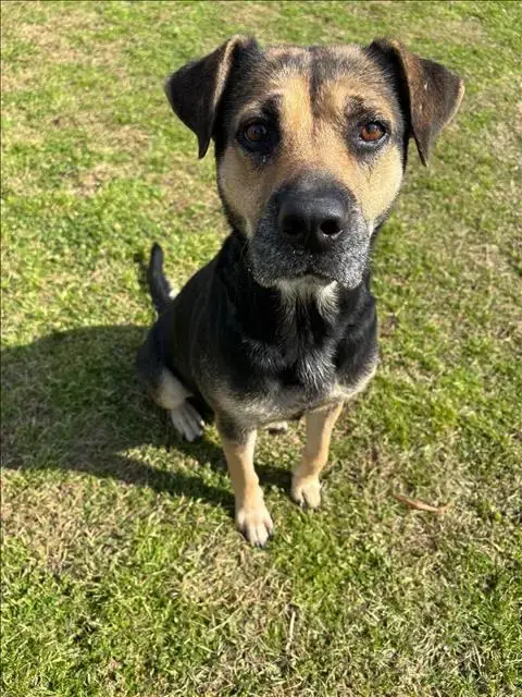 Norma