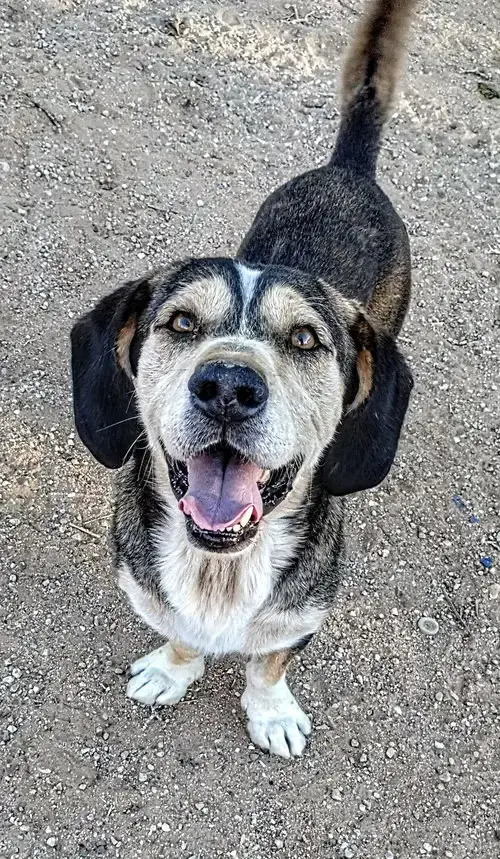 Rocko