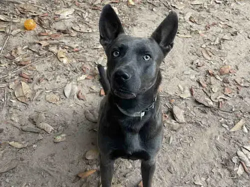 Cinder